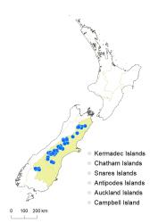 Veronica pimeleoides subsp. pimeleoides distribution map based on databased records at AK, CHR & WELT.
 Image: K.Boardman © Landcare Research 2022 CC-BY 4.0